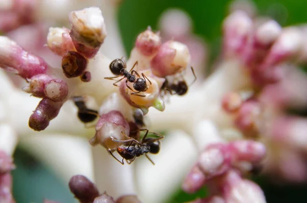 小さなピンクと白の花から蜜を集めるアリの集まり — ストック写真