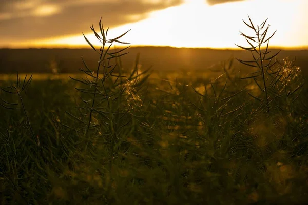 Una Hermosa Vista Del Campo Verde Con Hierba Fresca Durante — Foto de Stock