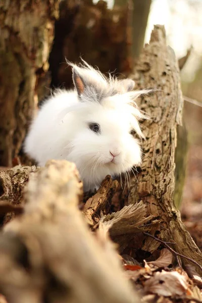 Вертикальный Снимок Очаровательного Белого Кролика Пне Дерева Оглядывающегося Вокруг Поисках — стоковое фото