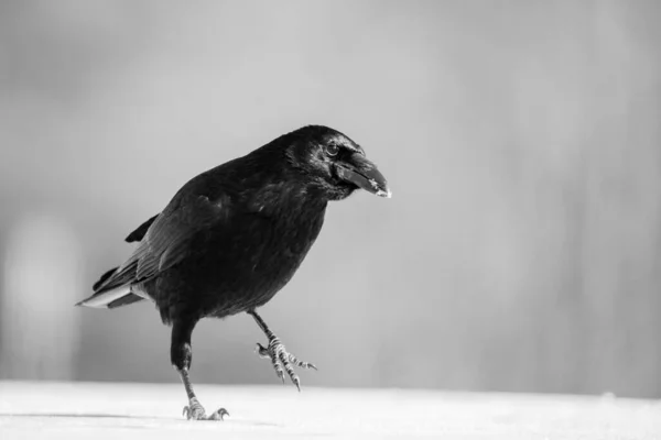 Cuervo Blanco Negro —  Fotos de Stock