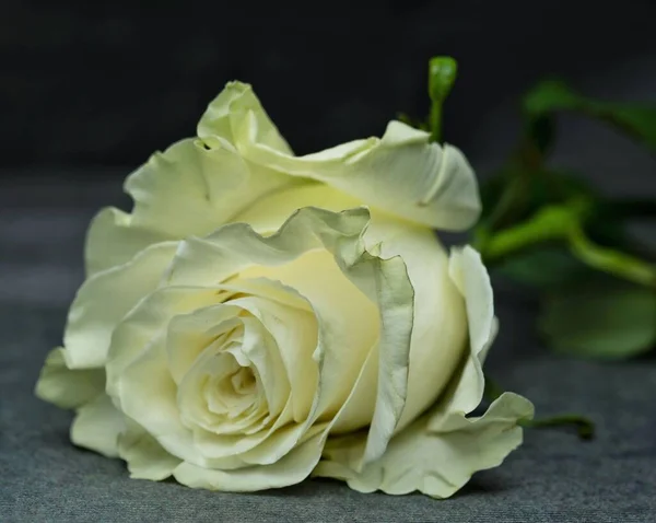 Крупним Планом Знімок Красивої Білої Троянди — стокове фото