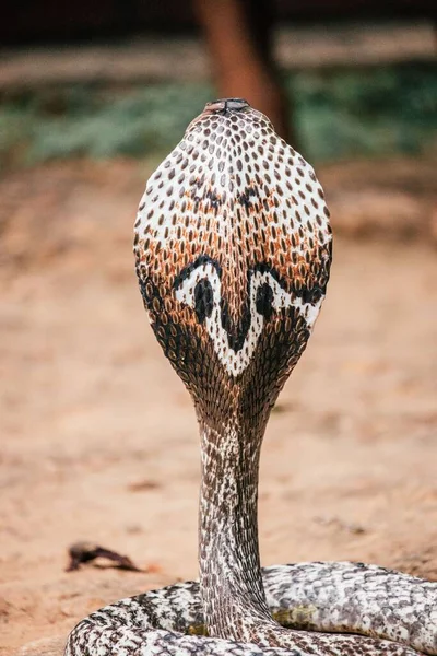 Colpo Verticale Del Serpente Cobra — Foto Stock