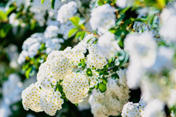 Tiro Foco Seletivo Vanhoutte Spirea Ramo Com Flores Brancas Delicadas — Fotografia de Stock