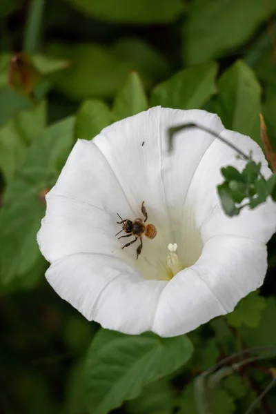 Ape Nel Calice Una Siepe Bindweed — Foto Stock