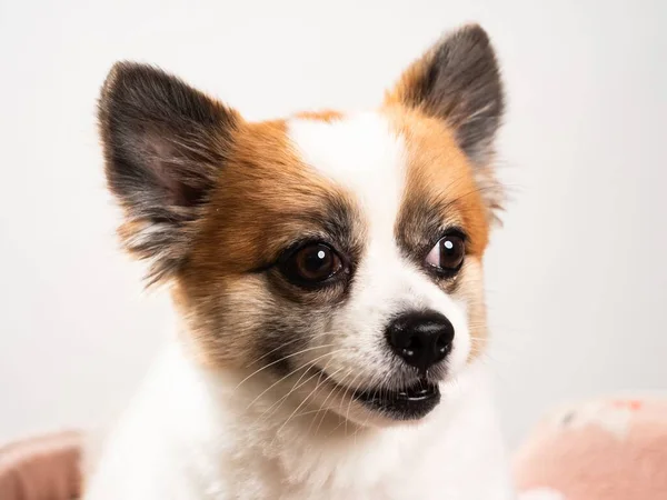 Portrait Cute Fluffy Puppy Pomeranian Spitz Little Smiling Dog Lying — Stock Photo, Image