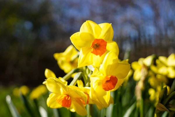 Trio Narcisi Una Giornata Sole — Foto Stock