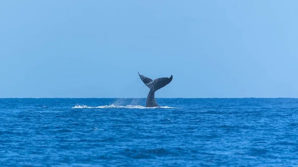 Baleine Bosse Nageant Dans Océan Pacifique Queue Baleine Plongeant — Photo