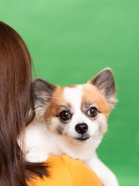 Mujer Sosteniendo Lindo Perrito Esponjoso Spitz Pomeraniano Pequeño Perro Sonriente — Foto de Stock