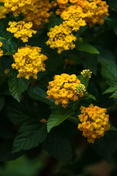 Colpo Verticale Lantana Comune Fiore — Foto Stock