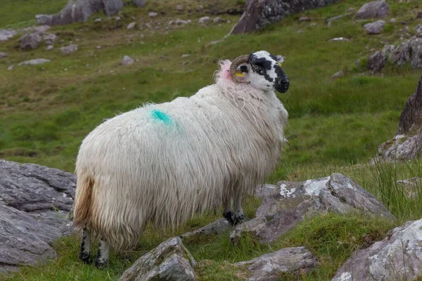 A sheep in a rural area of Dursey Island in the west of County Cork in Ireland