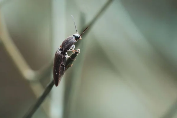 Insecte Noir Rampant Sur Une Brindille — Photo