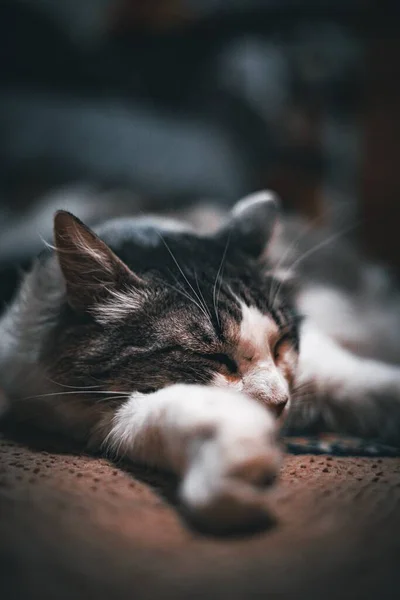Zbliżenie Pięknego Małego Kotka Śpiącego Spokojnie Łapą Pod Twarzą — Zdjęcie stockowe