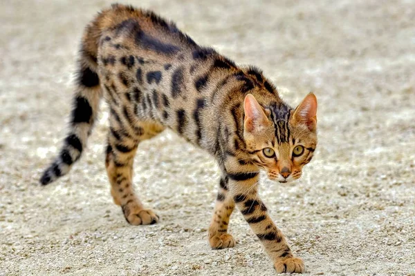 Bengalski Kot Ogrodzie Bliski Portret Uroczego Zwierzaka — Zdjęcie stockowe