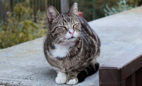 Striped cat with white paws sitting on the street with closed eyes