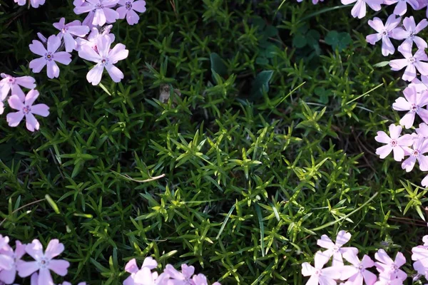 Füves Terület Körülvéve Kúszó Phlox Virágokkal Mezőn — Stock Fotó