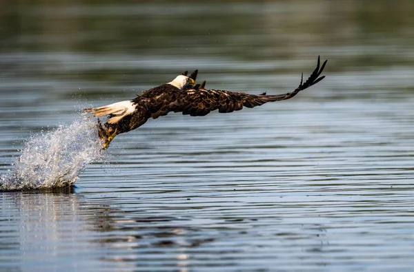 Hermoso Águila Calva Sumerge Lago Tranquilo Busca Peces Enviando Salpicaduras —  Fotos de Stock