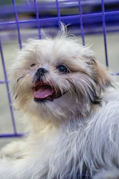 Disparo Vertical Perro Shih Tzu Sacando Lengua Mirando Hacia Arriba —  Fotos de Stock