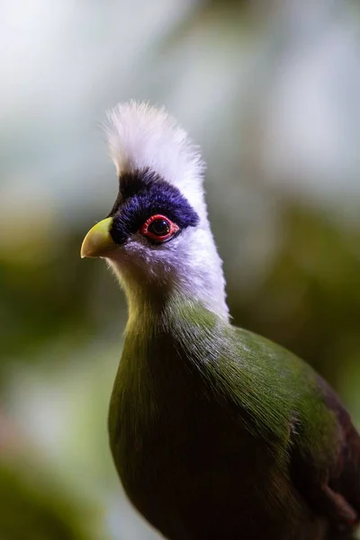 Zbliżenie Ujęcie Słodkie Kolorowe Turaco Ptaszek — Zdjęcie stockowe