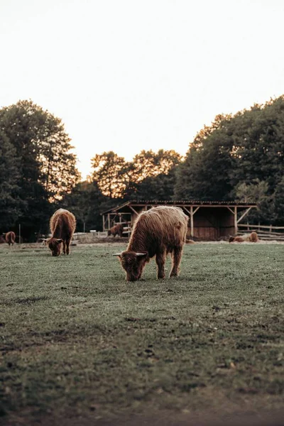Los Bovinos Pastando Granja — Foto de Stock