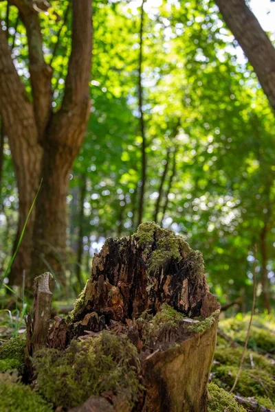 Log Quebrado Floresta — Fotografia de Stock