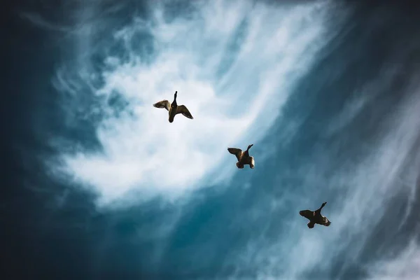 Een Lage Hoek Schot Van Eenden Vlucht Tegen Bewolkte Lucht — Stockfoto