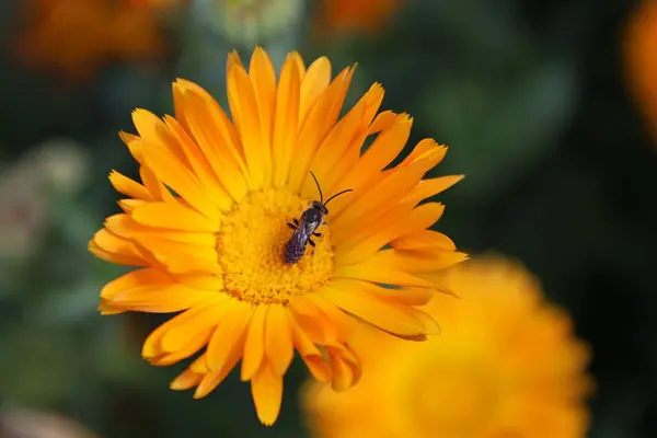 Крупный План Пчелы Желтой Кастрюле Мэриголд — стоковое фото