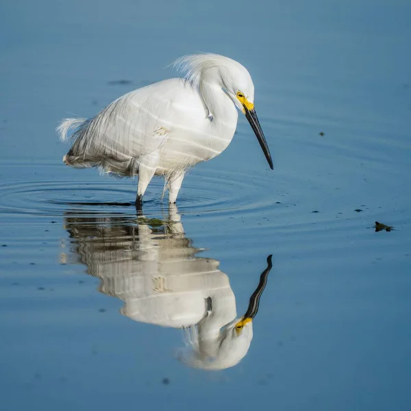 Snowy Egret Stares Its Reflection Still Waters Shallows Legg Lake — Stock Photo, Image