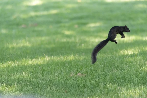 Closeup Cute Black Squirrel Jumping Grass Park — Stock Photo, Image