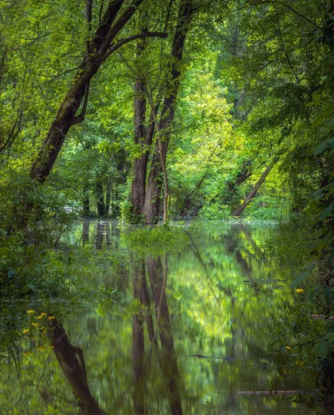 Arbres Verts Luxuriants Près Eau Avec Des Reflets Visibles Surface — Photo