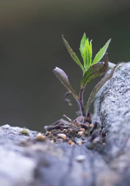 Flori Irlandeze Sălbatice Împușcate Portret — Fotografie, imagine de stoc