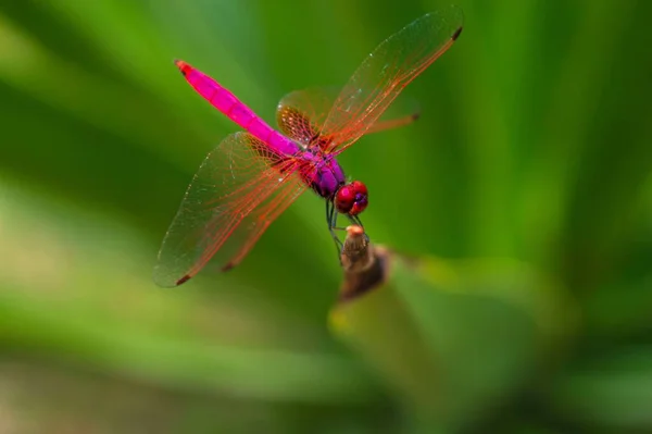 Planeador Pantano Carmesí Una Libélula Rosa Encaramada Punta Una Hoja — Foto de Stock