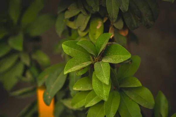 Eine Nahaufnahme Von Excoecaria Agallocha Pflanzt Grüne Blätter Einem Garten — Stockfoto