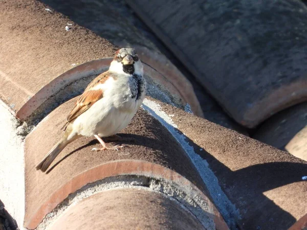 一只意大利麻雀栖息在一座房子的瓷砖上 看着摄像机 — 图库照片