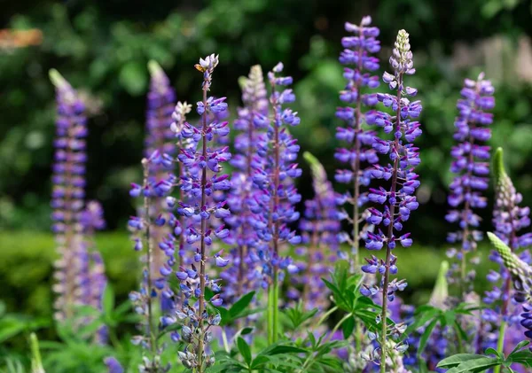 Een Bos Van Prachtige Paarse Lupine Bloemen Bloeien Een Tuin — Stockfoto