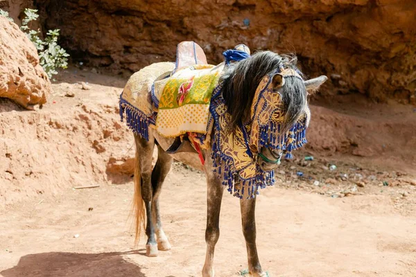 Zręczny Koń Wodospadzie Ouzoud Niedaleko Marrakeszu Maroko — Zdjęcie stockowe