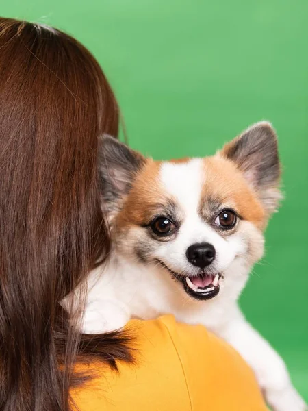Žena Držící Roztomilé Nadýchané Štěně Pomeranian Spitz Malý Usměvavý Pes — Stock fotografie