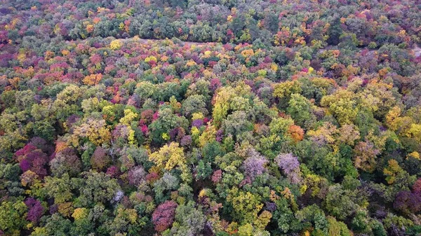 Haut Vers Bas Bois Automne Vue Aérienne Forêt Automne Avec — Photo