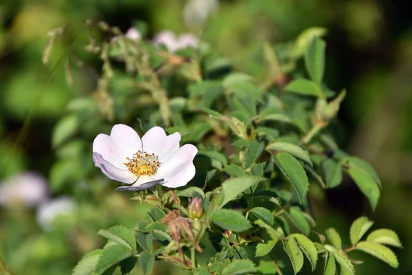 Biały Kwiat Róży Biodra Ogrodzie Dzień — Zdjęcie stockowe