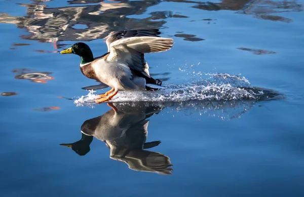 湖中游泳的野鸭的特写镜头 在湖中飞溅着水 — 图库照片