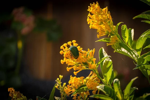 Tiro Close Uma Chafer Flor Uma Planta Cestrum Aurantiacum Durante — Fotografia de Stock