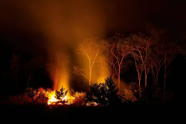 Une Belle Vue Sur Flamme Feu Dans Forêt Nuit — Photo