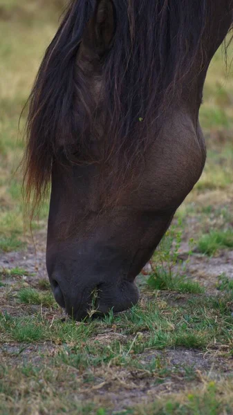 Lueneburger Heide Hästar Ett Fält Med Sol Natur Och Moln — Stockfoto