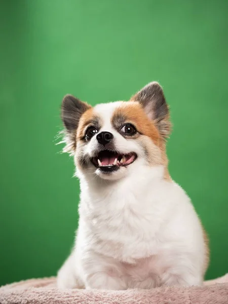 Retrato Filhote Fofo Bonito Spitz Pomerano Pequeno Cão Sorridente Deitado — Fotografia de Stock