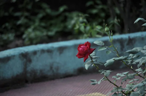 Primo Piano Una Bella Rosa Che Sboccia Nel Giardino — Foto Stock