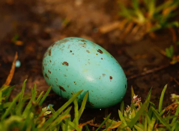 Пустая Скорлупа Украденного Яйца Певчей Птицы Лежит Обочине Дороги Яйцо — стоковое фото