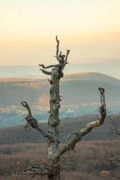 Tiro Vertical Árvore Seca Contra Montanhas — Fotografia de Stock