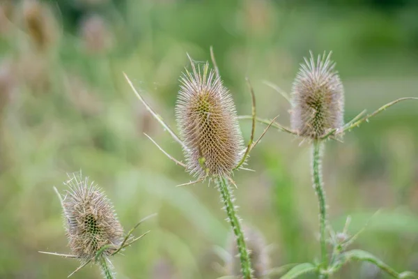 Een Close Shot Van Een Carduus — Stockfoto