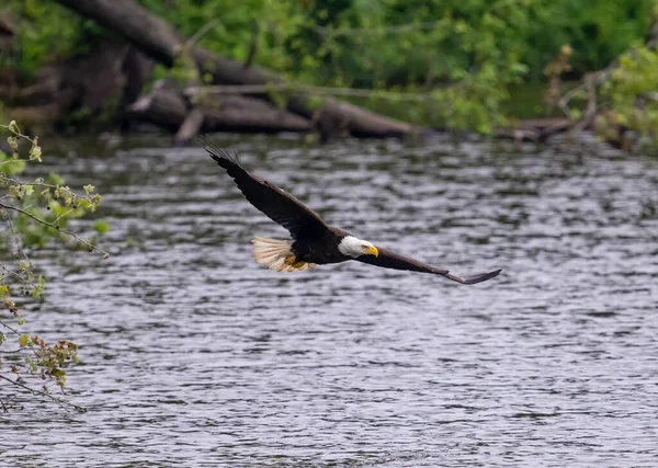 Una Hermosa Vista Águila Calva Volando Sobre Agua — Foto de Stock