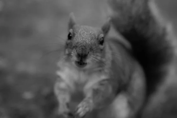 Nahaufnahme Eines Niedlichen Eichhörnchens Graustufen — Stockfoto