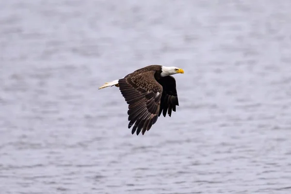 Uma Bela Vista Uma Águia Careca Voando Sobre Água — Fotografia de Stock